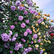 Purple Climbing Rose Seeds - 20 Seeds - Fragrant Fast-Growing Climbing Vine