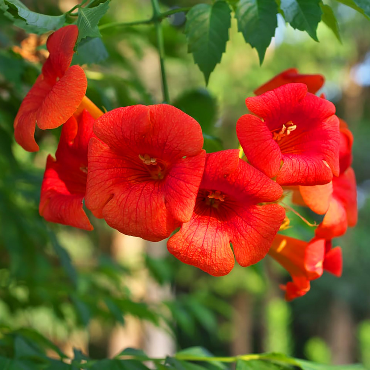 Red Hummingbird Vine Seeds (Campsis radicans) - 25 Seeds, Non-GMO, Climbing Vine