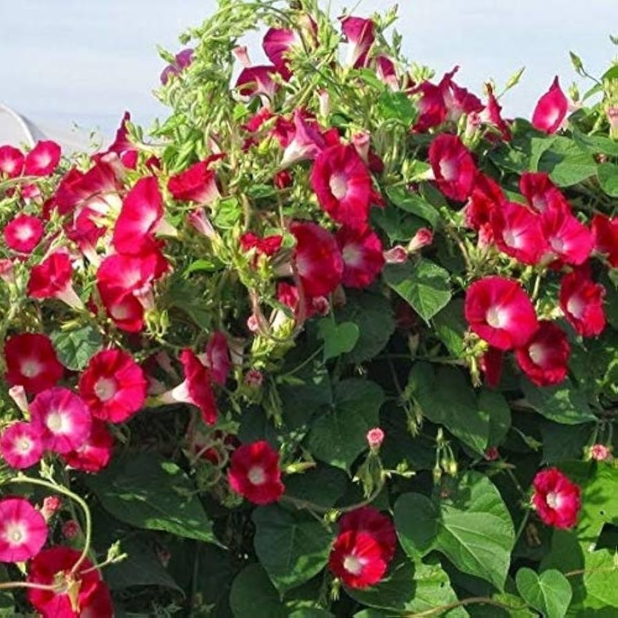 100 Red Ipomoea Seeds (Ipomoea coccinea) - Non-GMO Climbing Vine for Trellises & Fences