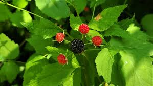 Raspberry Cuttings - 12+ Unrooted Rubus occidentalis, Hardy Perennial, Zones 3-9