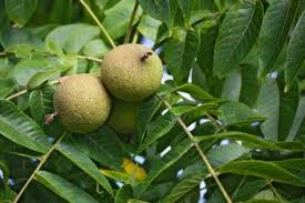 Black Walnut Seeds Juglans Nigra - 5 Fresh Seeds for Nut Tree & Shade
