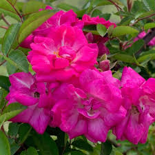 Peggy Martin Rose Cuttings (Katrina Rose) - Unrooted 7-8" (5-Pack) Hardy Climbing Rose
