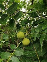 Black Walnut Seeds Juglans nigra – 20 Fresh Seeds for Nut Tree, Shade Tree, Full Sun