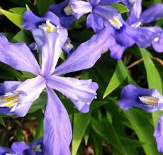 Crested Dwarf Iris (Iris cristata) Bare Root - 5 Plants