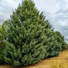 Carolina Sapphire Cypress Trees - Cupressus arizonica (5 Live Trees) 12–24"