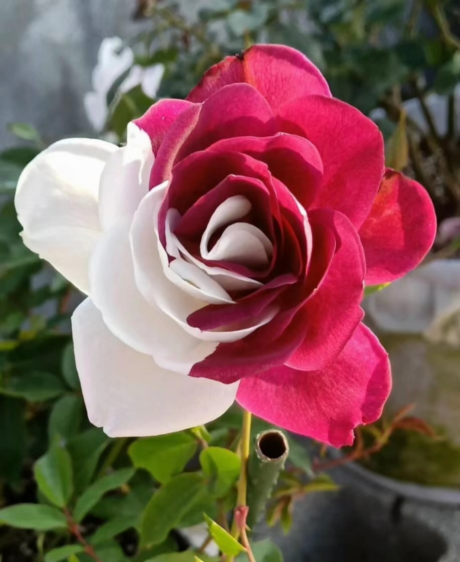 Red & White Twin Rose Seeds - 20 Seeds - Heirloom Rosa Spp. Fragrant Perennial