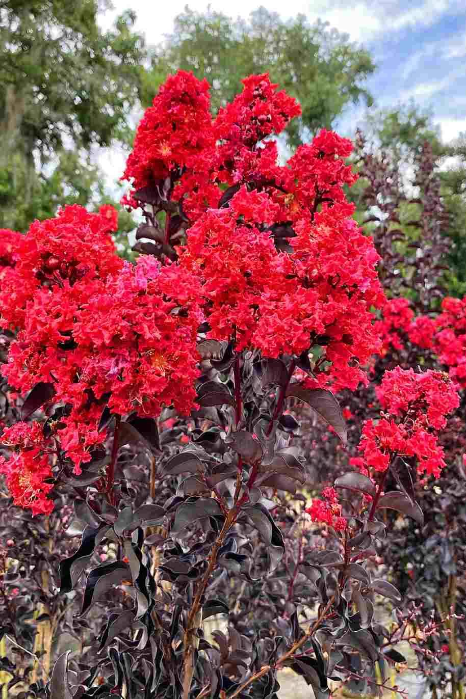 Black Diamond Crape Myrtle Starter Plants - 2 Rooted 6" Cuttings, Red Flowers, Purple-Black Foliage