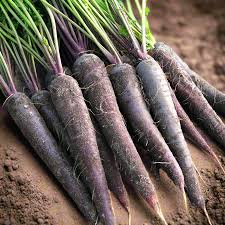 Black Nebula Carrot Seeds - Daucus carota | 500+ Deep Purple-Black Heirloom Non-GMO