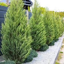 Leyland Cypress Cuttings - 10 Pack | Unrooted, Fresh 6-8" | Fast-Growing Evergreen Privacy Screen
