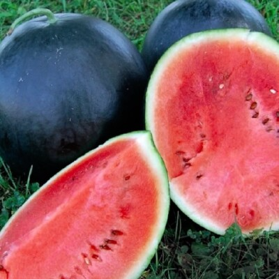 Black Diamond Watermelon Seeds - 50 Seeds | Heirloom Large Sweet Fruit