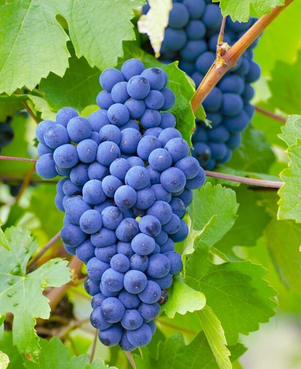 Japanese Kyoho Grape Unrooted Cuttings (5) – Vitis labrusca, Sweet Purple Grapes