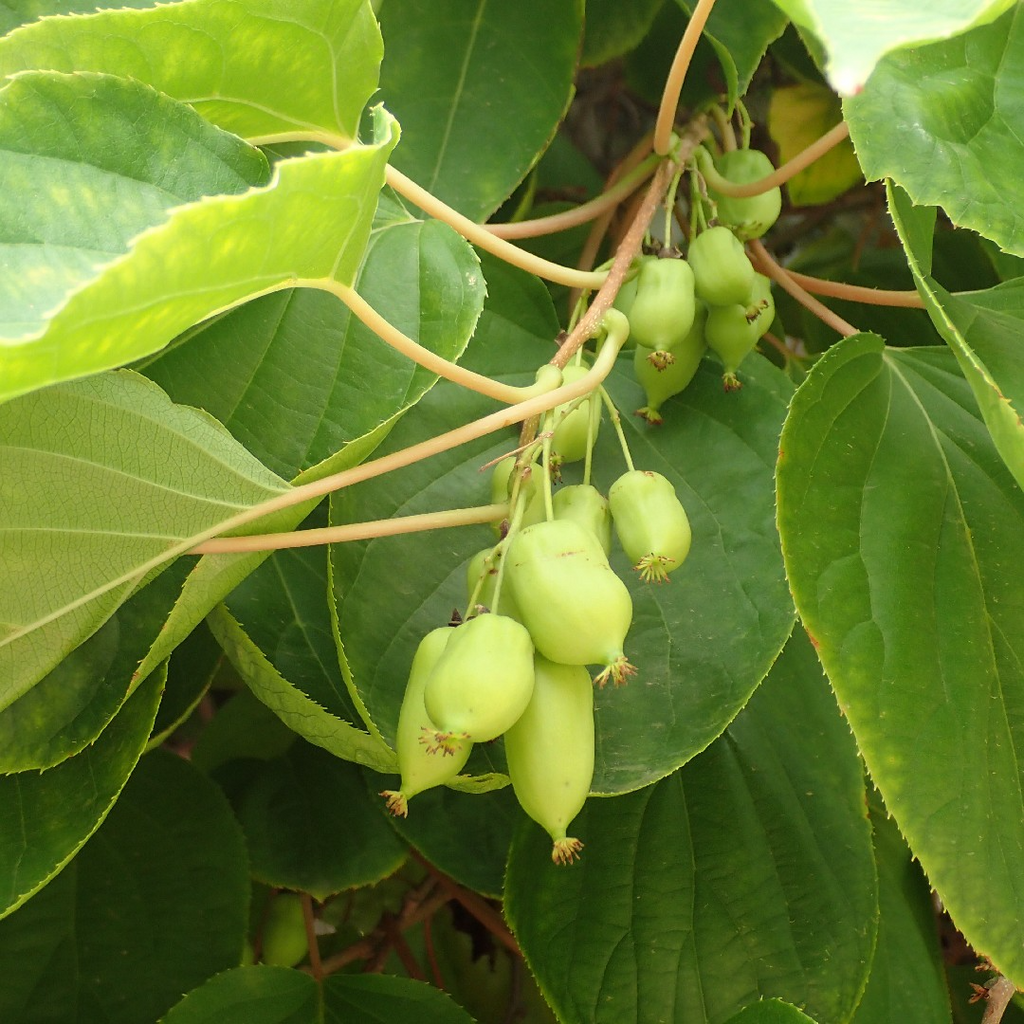 Hardy Kiwi Actinidia Arguta Geneva - Organic Female Unrooted Cuttings (10) – Non-GMO