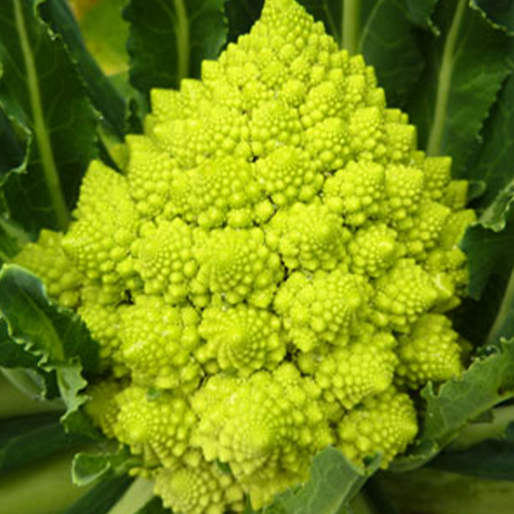 Romanesco Broccoli Seeds - 250+ Brassica oleracea, Non-GMO Heirloom, Spiral Heads