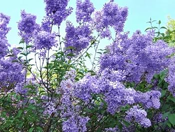 Purple Lilac Seeds (Syringa vulgaris) - 50 Seeds, Non-GMO, Fragrant Purple Blooms