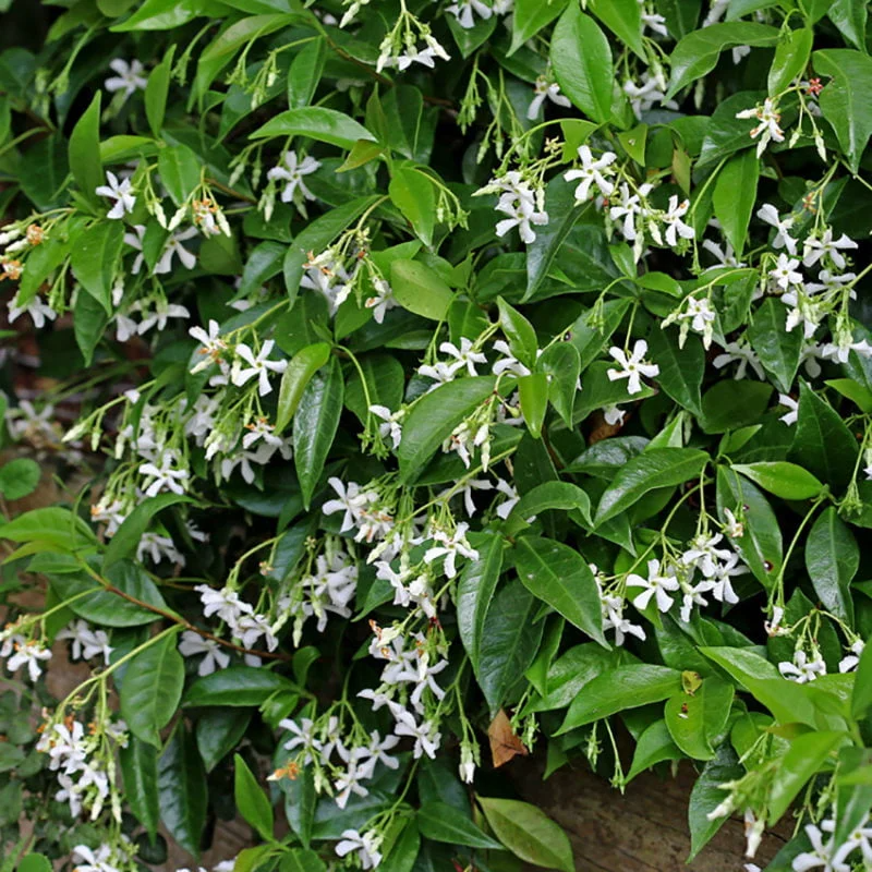 Star Jasmine Plant (Trachelospermum jasminoides) – 1 Rooted Stem, 8-12 Inches Tall