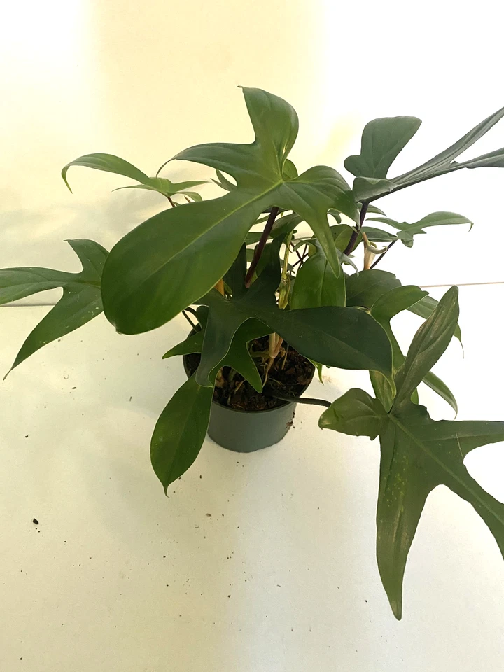 Philodendron Florida Ghost - 3" Rooted Live Plant, Color-Changing Foliage