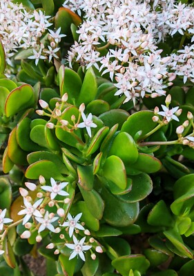 Jade Plant Cuttings - Crassula ovata (2 Unrooted 3-5" Stems) Easy Care Succulent