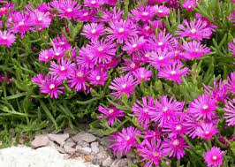Delosperma Cuttings - 5 Purple-Pink Ice Plant Stems, Drought-Tolerant Ground Cover (Unrooted), Zones 6-9