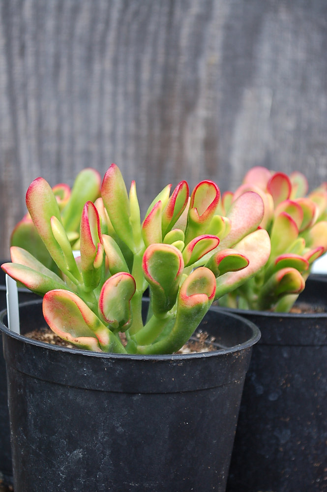 Hobbit Jade Live Cutting (Crassula ovata 'Shrek Ears') - 6" Bare-Root Cutting, Red Tips, Zone 10+