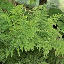 Lady Fern (Athyrium filix-femina) Bare Root — Set of 3 Perennial Ferns for Shade Gardens