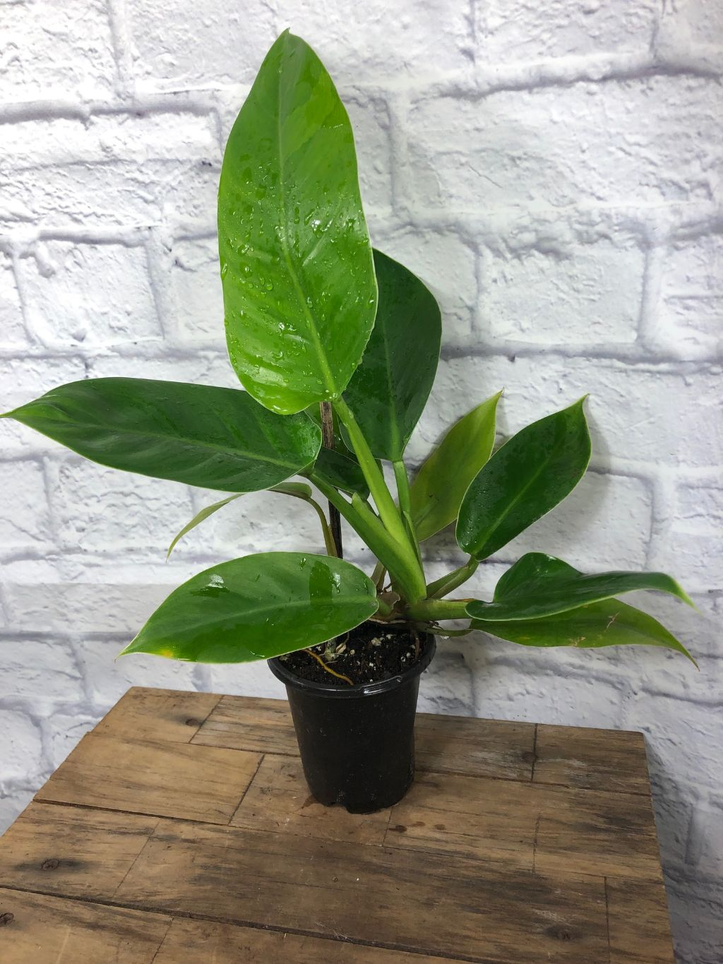 Imperial Green Philodendron | Philodendron erubescens, 4-Inch Pot