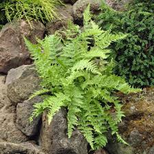 Lady Fern (Athyrium filix-femina) Bare Root Plants – Set of 5, Shade Moisture
