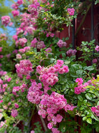 Peggy Martin Rose 5 Cuttings (7-8") – Climbing Rose, Thornless, Disease Resistant