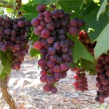 Crimson Fresh Vine Unrooted Cuttings - 10 Large Red Seedless Grape Cuttings (Vitis vinifera)