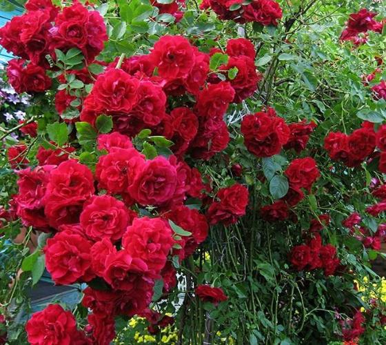 Rosa Blaze Improved Climbing Rose - 6 Rooted Cuttings, Full Sun, Zones 5-9