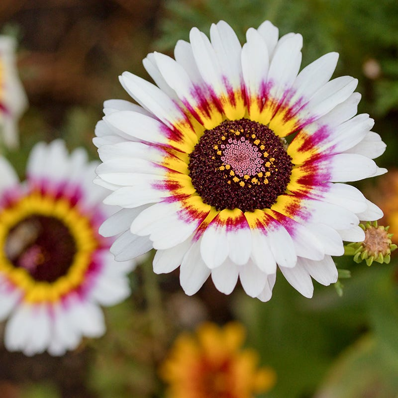 Painted Daisy Seeds (Chrysanthemum coccineum) - 100 Seeds for Pollinator Gardens