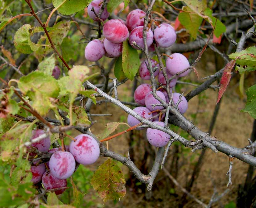 10 Plum Tree Seeds | Prunus americana | American Wild Plum - Non-GMO Seeds