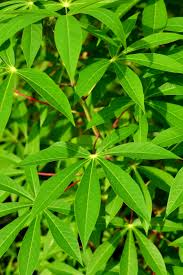 Manihot esculenta Cuttings - 5 Count | Sweet Cassava (Yuca) Plant