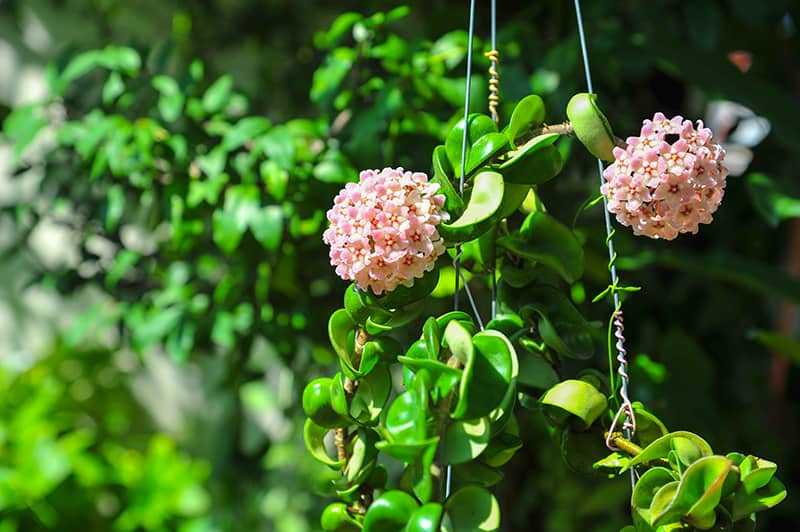 Hoya Hindu Rope Cuttings - 2 Unrooted 3" Stems - Hoya compacta (Wax Plant) Propagation