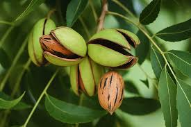 Pecan Tree Seeds (Carya illinoinensis) – 5 Seeds for Nut Tree, Fast-Growing Shade & Orchard
