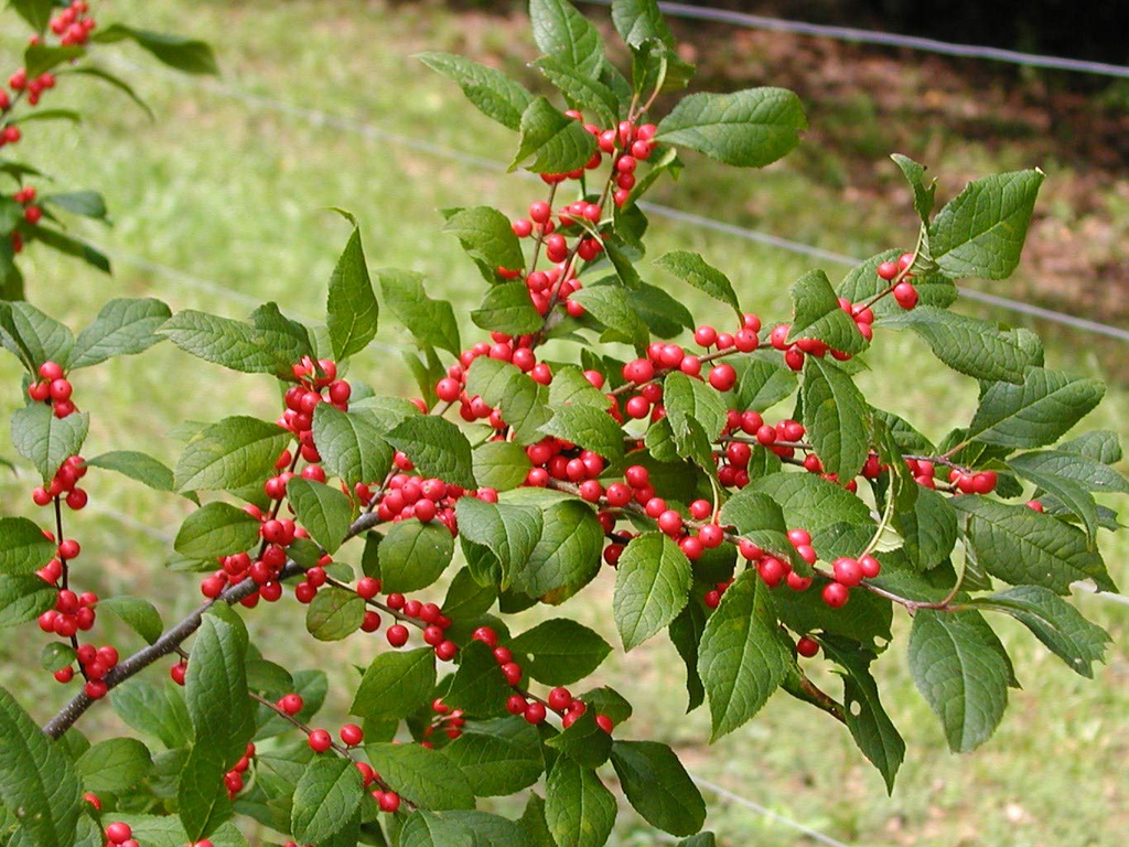 Ilex Verticillata (Winterberry Holly) Seeds - 250 mg for Planting