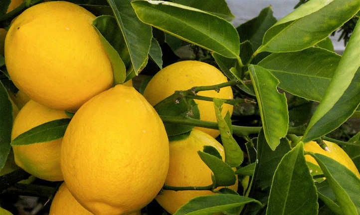 Meyer Lemon Tree Scions Cuttings (3) for Rooting and Grafting