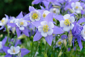 Colorado Blue Columbine Seeds (Aquilegia caerulea) - 500+ Non-GMO Perennial Wildflower Seeds
