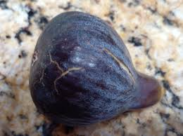 Black Madeira Fig Cuttings (2) - Ficus carica, Willow Water Rooting