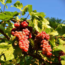 Red Flame Seedless Grape Vine - Rooted Plant, Vitis vinifera, 10–12+ Inches, USDA Zones 7–10, Full Sun