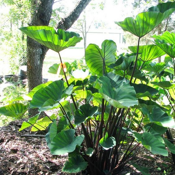 Colocasia esculenta Starter Plant - Tea Cup Elephant Ear (Small Rooted Plant)
