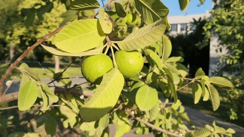 Guava Unrooted Cuttings (3) 4-5" Psidium guajava | Tropical Fruit Tree Propagation