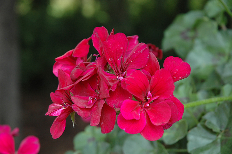 Hot Pink Ivy Geranium Pelargonium Peltatum Cuttings 6" - Unrooted (6) for Hanging Baskets