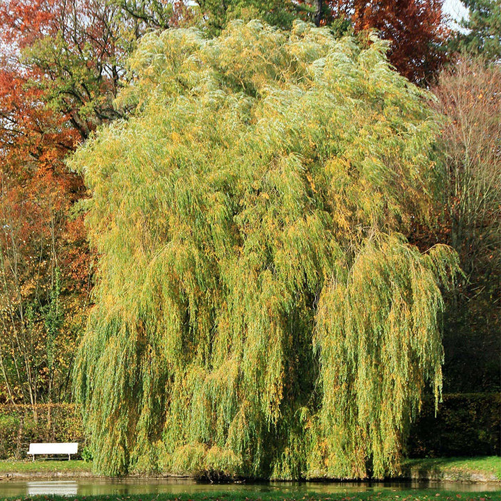 Gold Weeping Willow Cuttings - 5 Pack | Salix alba 'Tristis' | 10-12" Live Cuttings for Bonsai, Privacy, Erosion Control
