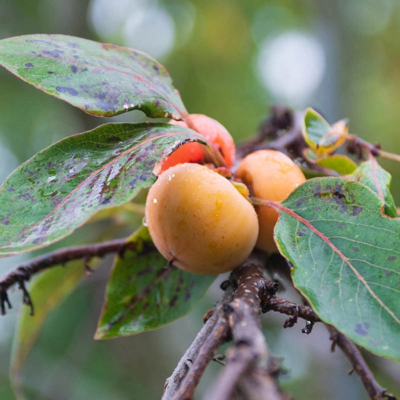 10 Persimmon Tree Seeds (Diospyros virginiana) - Sugar Plum Native Fruit Tree