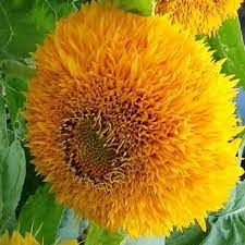 Yellow Enchanting Giant Teddy Bear Sunflower Seeds - 50 Seeds, Non-GMO Heirloom