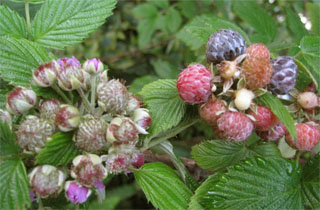Black Raspberry Plant - Rubus niveus (Mysore) Bare Root Starter Fruit Bush