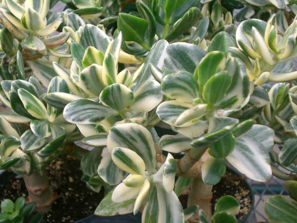 Crassula Ovata Variegated Jade Lemon Lime Tri-Color Cuttings – 5 Unrooted