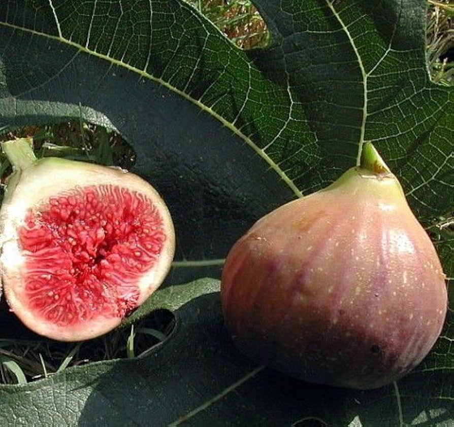 Violette de Bordeaux Fig Cuttings (Negronne) – Propagation Ready, 2 Crops, Zones 7-10