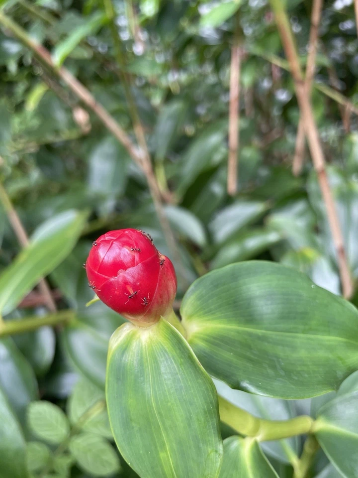 Costus Woodsonii Cuttings - 12 Pcs Hawaiian-Grown Red Cone Ginger, 8-10"