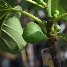 Peter's Honey Fig Cuttings (2) | Ficus carica, 6”+ Unrooted Cuttings with 3+ Nodes